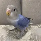 اقبل جميع انواع الطيور التبني