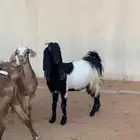 معزا جنوبيه ومشروكه دفيع