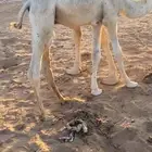 للبيع قعود لباني
