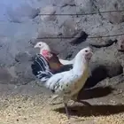 دجاج
