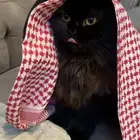 آمان لفندقة وتزاوج القطط