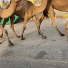 للبيع 5 بكار صفر بداوه كفوو (تم البيع)