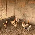 دجاج بلدي