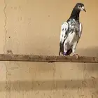 حمام باكستاني