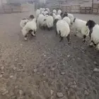 خرفان ورخال نعيم بلدي