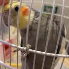 طير كروان اليف