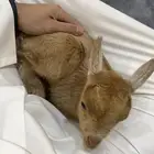 ماعز قزم