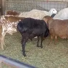 للبيع برابر بلديه مواليد مزرعة في القرنه