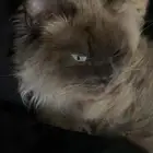 قط ذكر للتبني