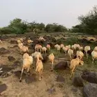 ضان للبيع العدد 72