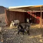 معزا ولد مراح واحد