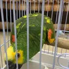 امزوني بلوفرنتد جاكو طفره تم البيع