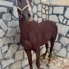 حصان شعبي حار جدا  و العمر 3 ونص ولا يشتكي من شي شرط
