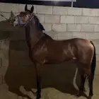 فرس شيخه للبيع