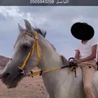 خيل واهو