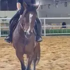 فرس للبيع