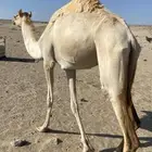 بكره ثنيه هجن