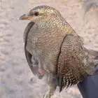 حجل بري مشروط من جميع الأمراض الموقع الامواه