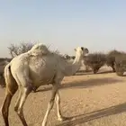 بكره رمانيه ابوها عقابي والحاشي اطيب من التصوير