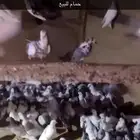 بلدي للبيع