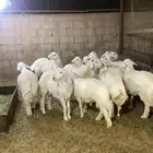 حري و نعيم و سواكن تربيه شهرين يتوفر تيوس ثلاجات