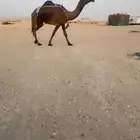 خفوت بكر طيبه