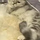 قطه انثى للتبني