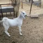 تيس لباني