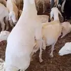 خروف احرش العمر 9 شهور مشروط قريع فاخر جدا