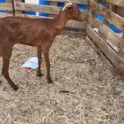 جفره تربيه