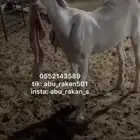 عنز جفره مطوره