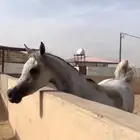 فرس لقاح 6 شهور تحتها مهره