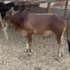 ثور للبيع