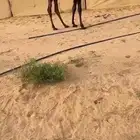 قعود مجهم كفوو للبيع
