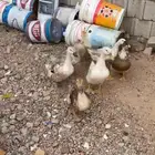بط شرشيري و بكيني