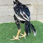 ديك سندي نسل عم غبشان