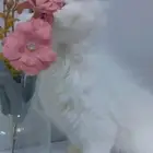 قطط البيع