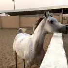 فرس لقاح 7 شهور تحتها مهره