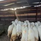 رخال حريات صنف