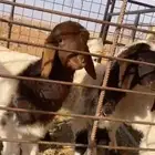 دواغير للبيع .