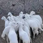 خرفان