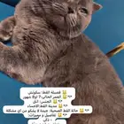 قطط