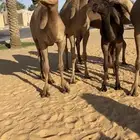 للبيع 6 بكار صفر