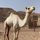 جمل للبيع