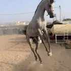 حصان