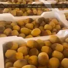 روثانه المدينة جمله