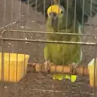 امزوني بلوفرنتد جاكو عنيد وحليوه