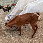 جفره جذعه ومعزا