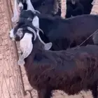 معزا جفار