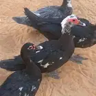 للبيع بط مصري